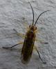 Euura tibialis